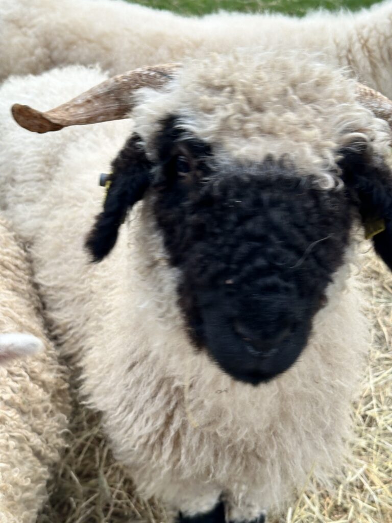 Nærbillede af et Valais Blacknose-får