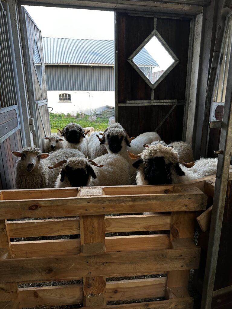 Valais Blacknose-får samlet i folden