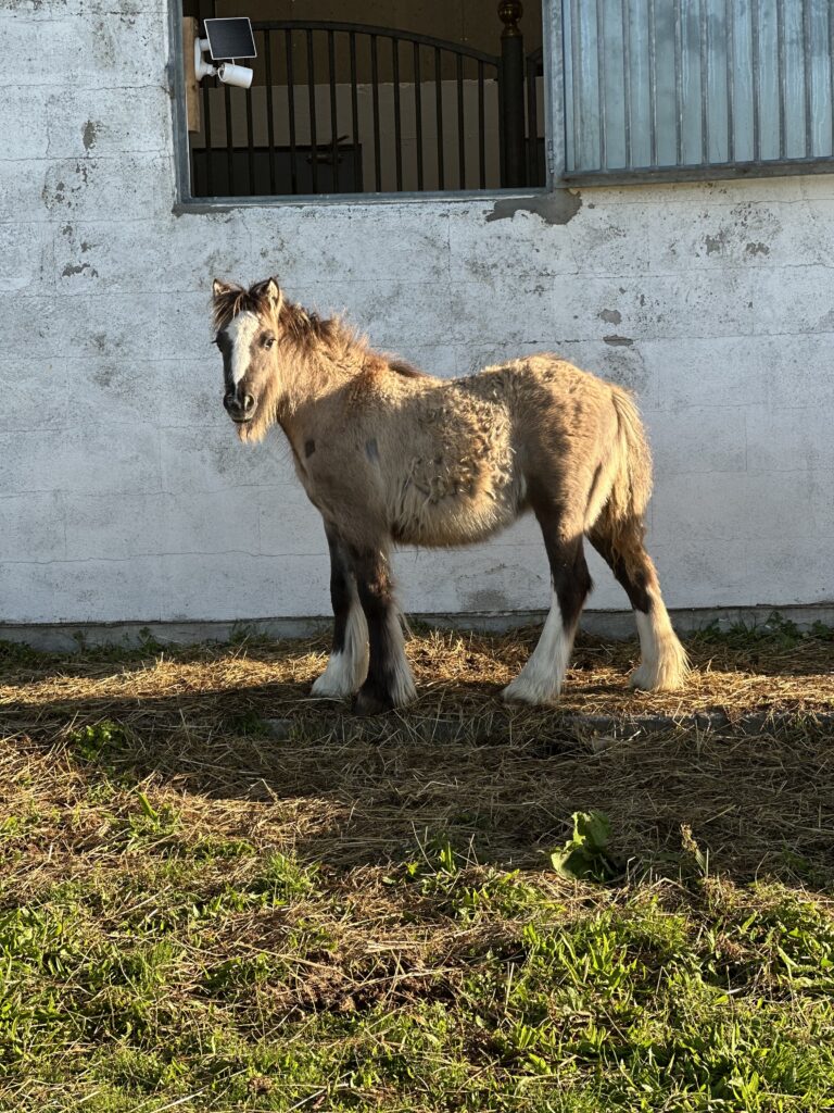 Mini Cob-hoppeføllet Smør foran stalden